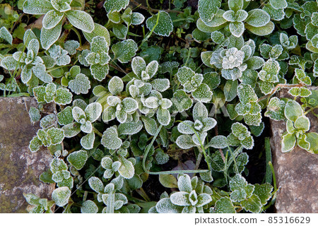 Frost Frost 85316629