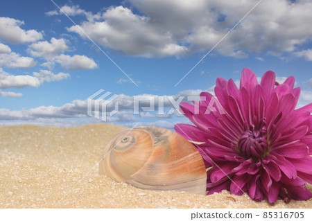 Sea Shell and Flower on Sand With Blue Sky 85316705