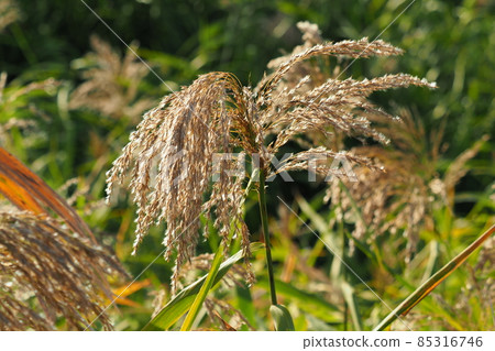 Reed Reed 85316746