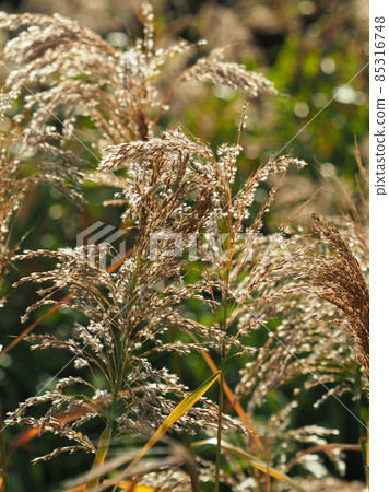 Reed Reed 85316748