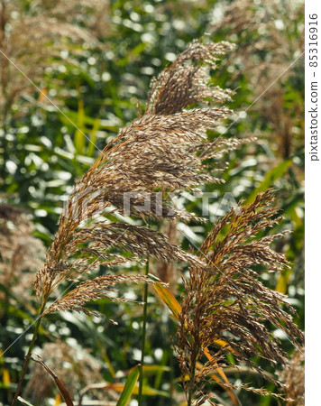 Yoshi (ear) 85316916