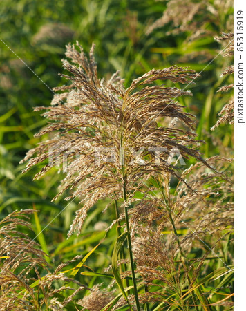 耀西(耳朵) 耀西(耳朵) 85316919