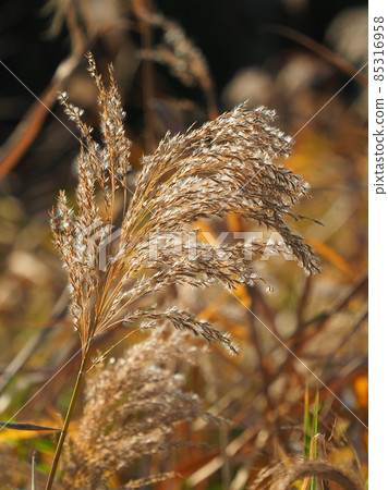 Yoshi (ear) 85316958