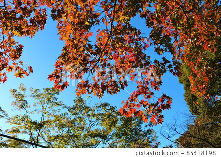 秋山中色彩斑斕的風景 85318198