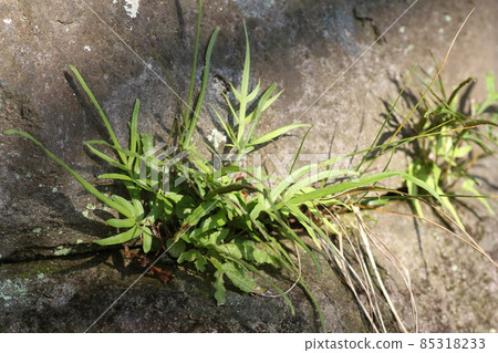 Pteris multifida, a fern plant that grows through the gaps in the stone wall 85318233