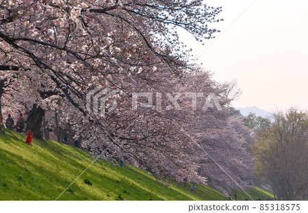 A row of cherry blossom trees in full bloom-Yodogawa River Park, which covers the sewaritei and stretches branches lower than the root 85318575