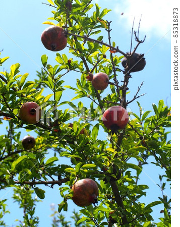 Pomegranate branches bearing fruit (Akisora and Tsurugi) Pomegranate branches bearing fruit (Akisora and Tsurugi) 85318873