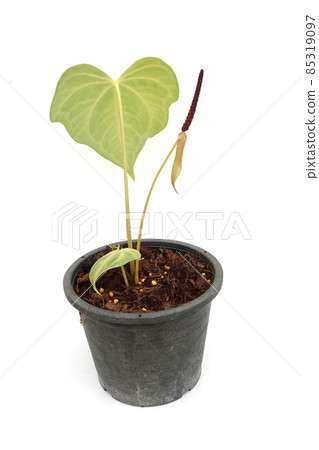 Green house plant isolated on white background Green house plant isolated on white background 85319097