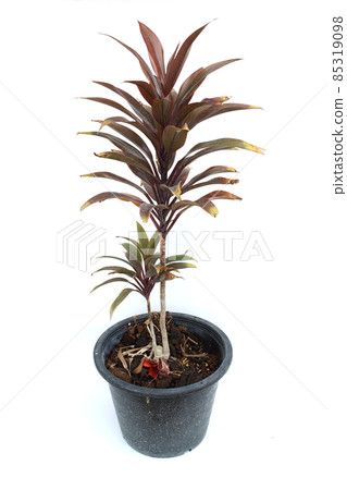 Green cordyline fruticosa plant isolated on white background 85319098