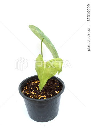Green house plant isolated on white background Green house plant isolated on white background 85319099