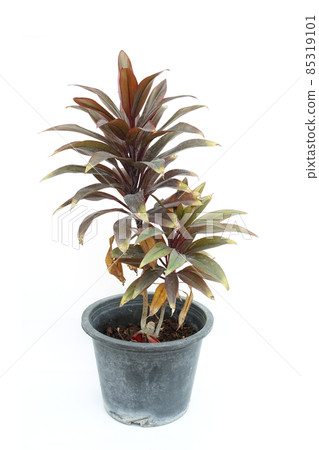 Green cordyline fruticosa plant isolated on white background Green cordyline fruticosa plant isolated on white background 85319101
