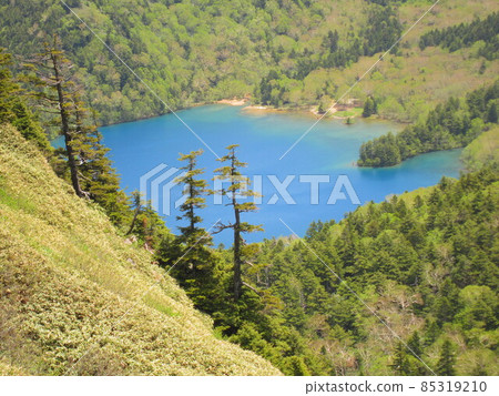 初夏滋賀山的大沼池 85319210