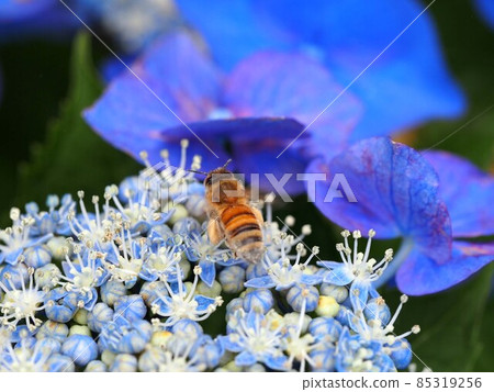 Pollen-covered bees flapping on hydrangea Pollen-covered bees flapping on hydrangea 85319256