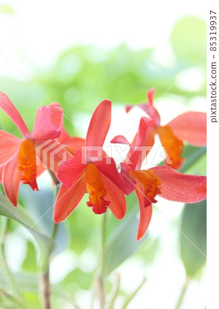 Cattleya mini cattleya flowers with an intermediate color between pink and orange 85319937