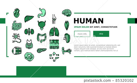 Human Internal Organ Anatomy Landing Header Vector 85320102