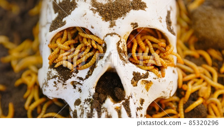 Maggots crawling on dead skull closeup photo 85320296