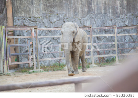 大像在動物園裡 85320385