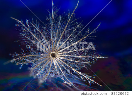 Macro flower background Macro flower background 85320652