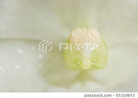 Background macro flower. Background macro flower. 85320653