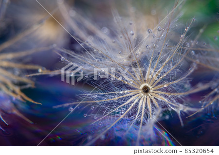 Macro flower background Macro flower background 85320654