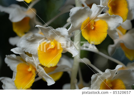 Close up of white orchid flowers 85320657