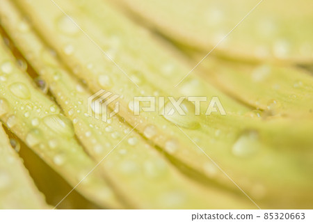 Water drops on yellow petals 85320663