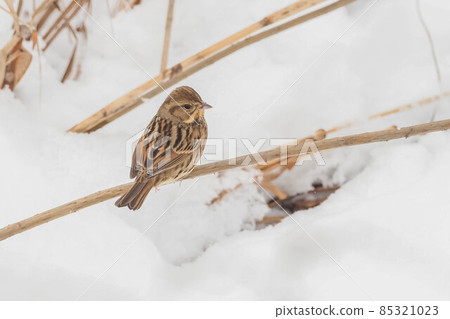 A female black-faced bunting I met in Ashihara A female black-faced bunting I met in Ashihara 85321023