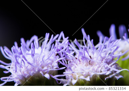 Purple grass flower macro 85321334
