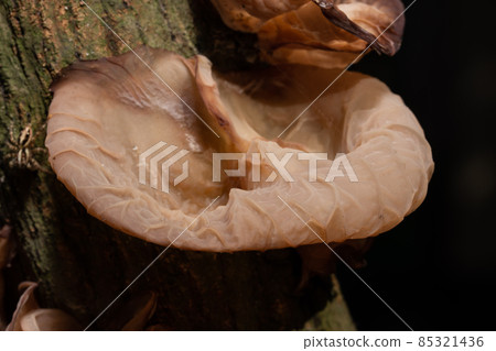 Natural Jew's Ear Mushroom Natural Jew's Ear Mushroom 85321436