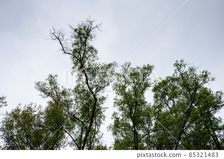 Mangrove forest view 85321483