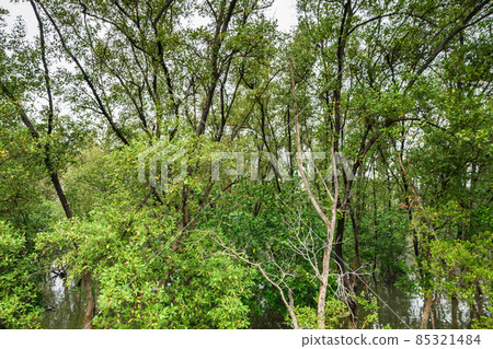 Mangrove forest view 85321484