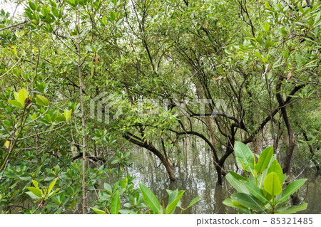 Mangrove forest view 85321485