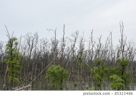 Mangrove forest view 85321486