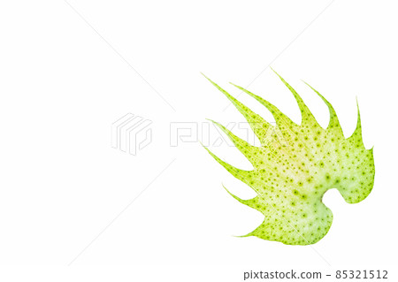 Close up of leaves on white background Close up of leaves on white background 85321512