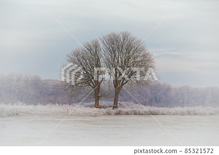 Two trees, lonely in the dune area of Berkheide in Wassenaar, part of the Hollandse Duinen National Park. Two trees, lonely in the dune area of Berkheide in Wassenaar, part of the Hollandse Duinen National Park. 85321572