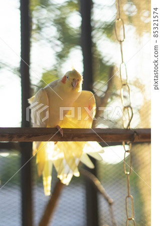 Cockatiel Portrait, Cute Curious Young Cinnamon Cockatiel Close up Cockatiel Portrait, Cute Curious Young Cinnamon Cockatiel Close up 85321574