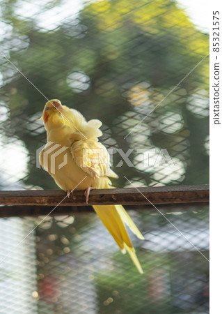 Cockatiel Portrait, Cute Curious Young Cinnamon Cockatiel Close up Cockatiel Portrait, Cute Curious Young Cinnamon Cockatiel Close up 85321575