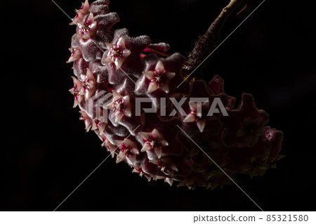 still life Hoya flower macro still life Hoya flower macro 85321580