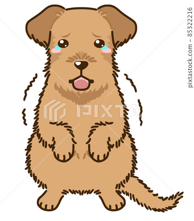 Frightened irish terrier 85322216