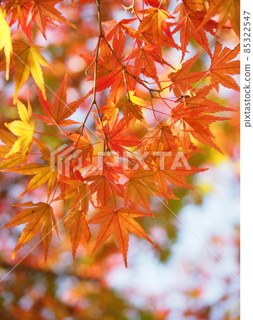 Momiji 85322547