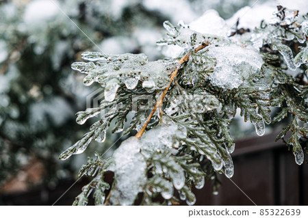 Freezing Rain, Icing Hazards. Frozen tree branch in winter city. Icy tree branches close-up. Icing, frozen bushes. Icing conditions. Selective focus Freezing Rain, Icing Hazards. Frozen tree branch in winter city. Icy tree branches close-up. Icing, frozen bushes. Icing conditions. Selective focus 85322639
