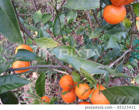 Mandarin orange Mandarin orange 85323431