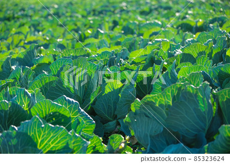 冬季種植白菜 85323624