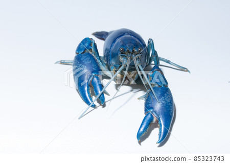 Crayfish blue (Cherax Destructor) Crayfish blue (Cherax Destructor) 85323743