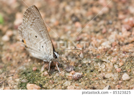 Brown butterfly macro 85323825