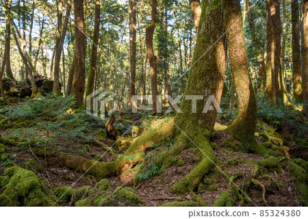 富士山腳下青木原樹海的樹木 富士山腳下青木原樹海的樹木 85324380