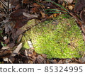 苔蘚苔蘚 85324995