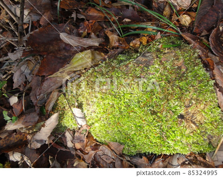 苔蘚苔蘚 85324995
