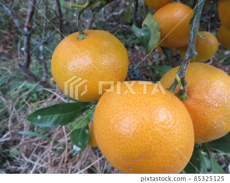 Mandarin orange  85325125