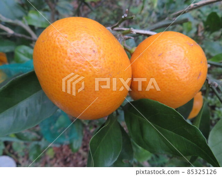 Mandarin orange  85325126